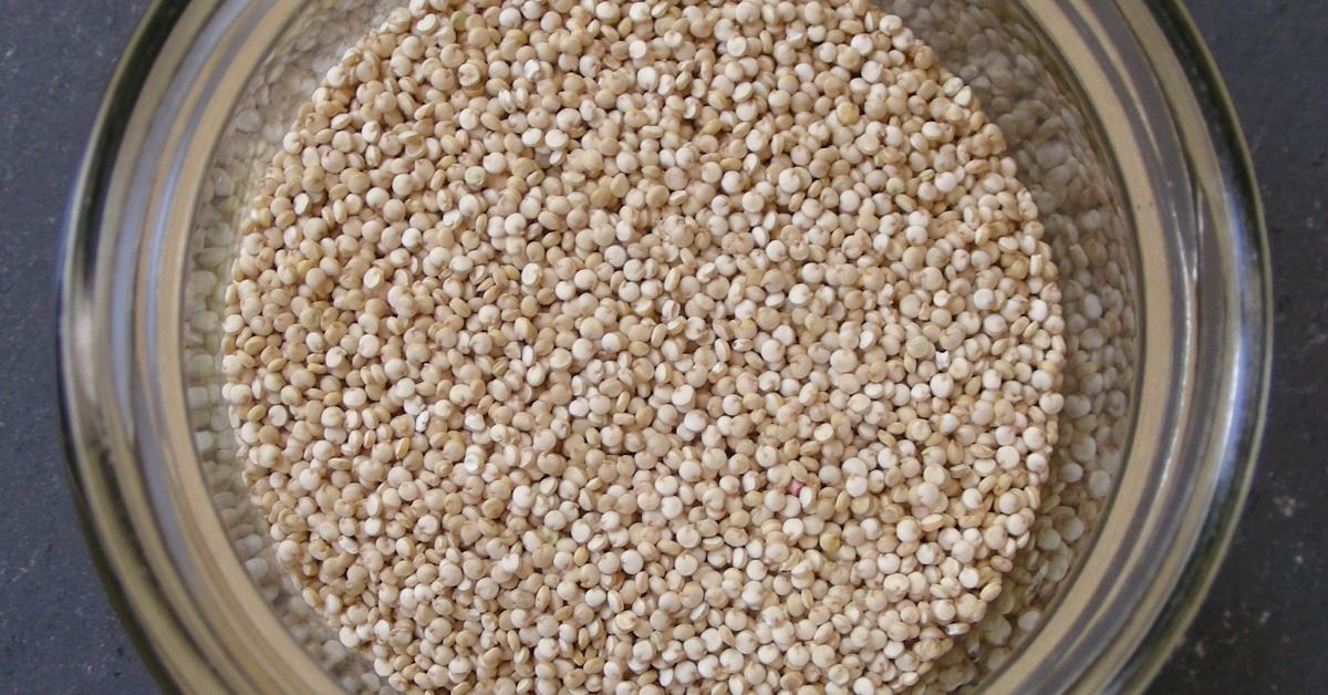 komosa ryżowa quinoa